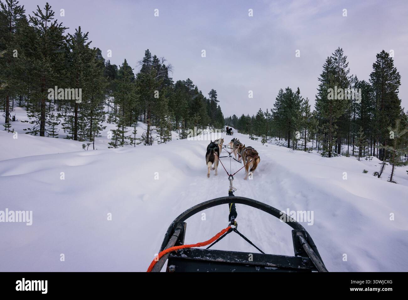 Slitta trainata da cani con husky attraverso le foreste innevate di Inari, Lapponia finlandese Foto Stock
