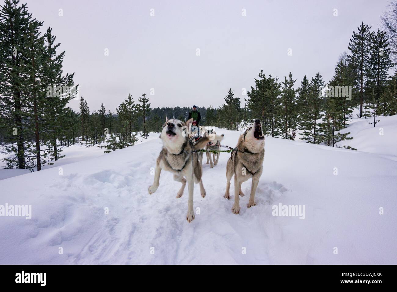 Slitta trainata da cani con husky attraverso le foreste innevate di Inari, Lapponia finlandese Foto Stock