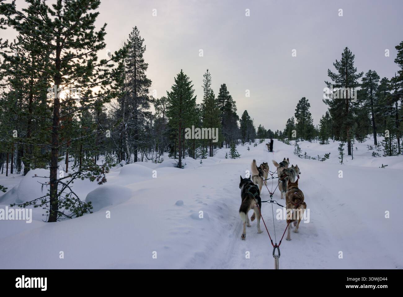 Slitta trainata da cani con husky attraverso le foreste innevate di Inari, Lapponia finlandese Foto Stock