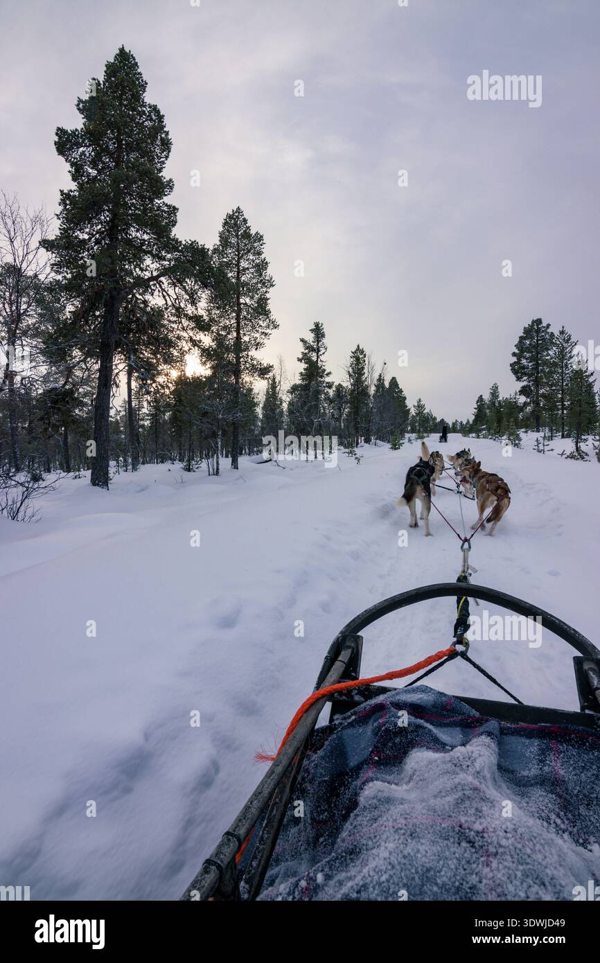 Slitta trainata da cani con husky attraverso le foreste innevate di Inari, Lapponia finlandese Foto Stock