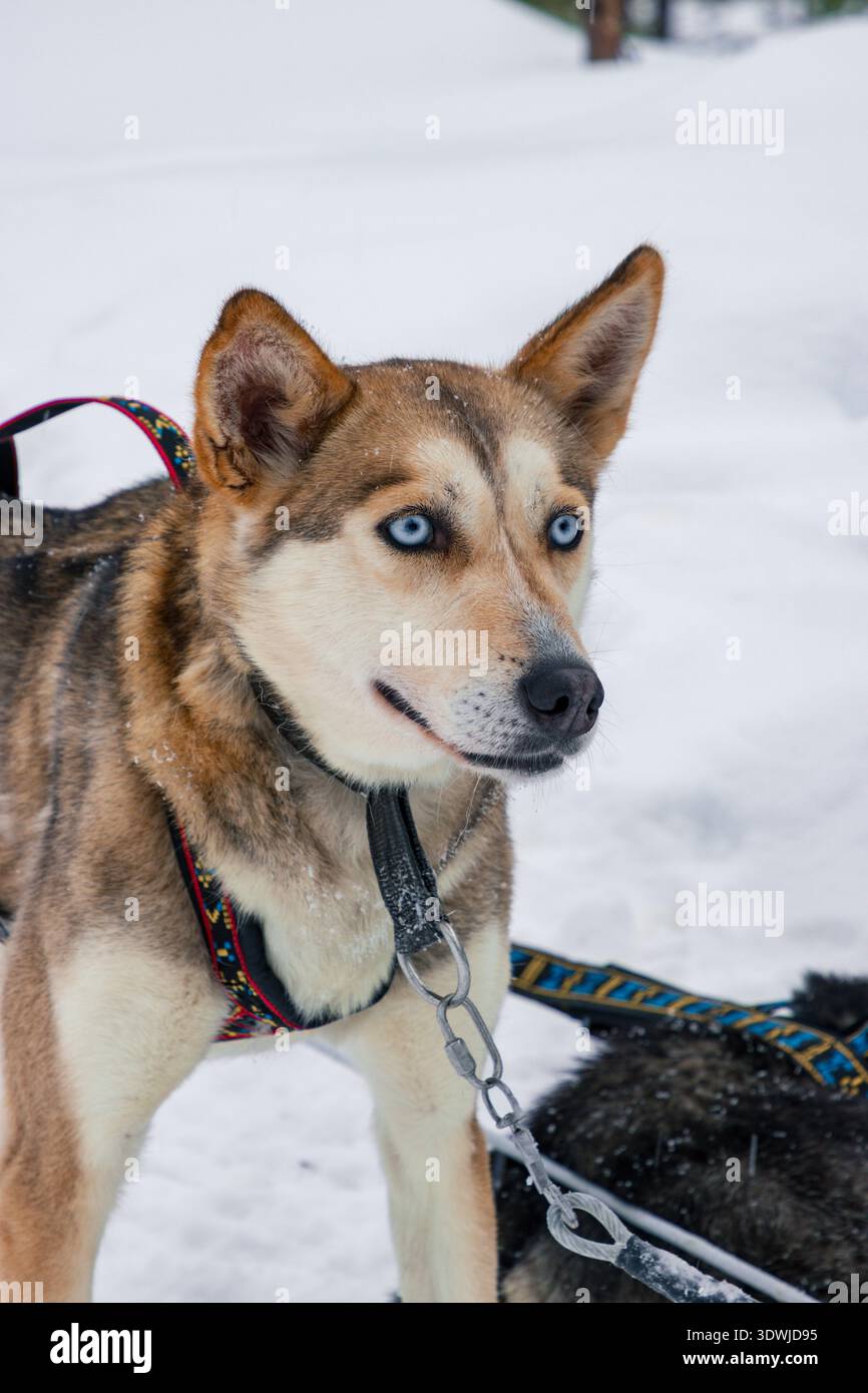 Slitta trainata da cani con husky attraverso le foreste innevate di Inari, Lapponia finlandese Foto Stock