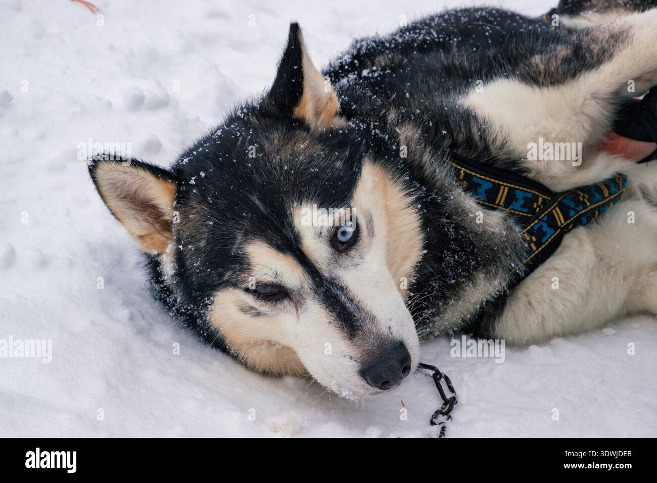 Slitta trainata da cani con husky attraverso le foreste innevate di Inari, Lapponia finlandese Foto Stock
