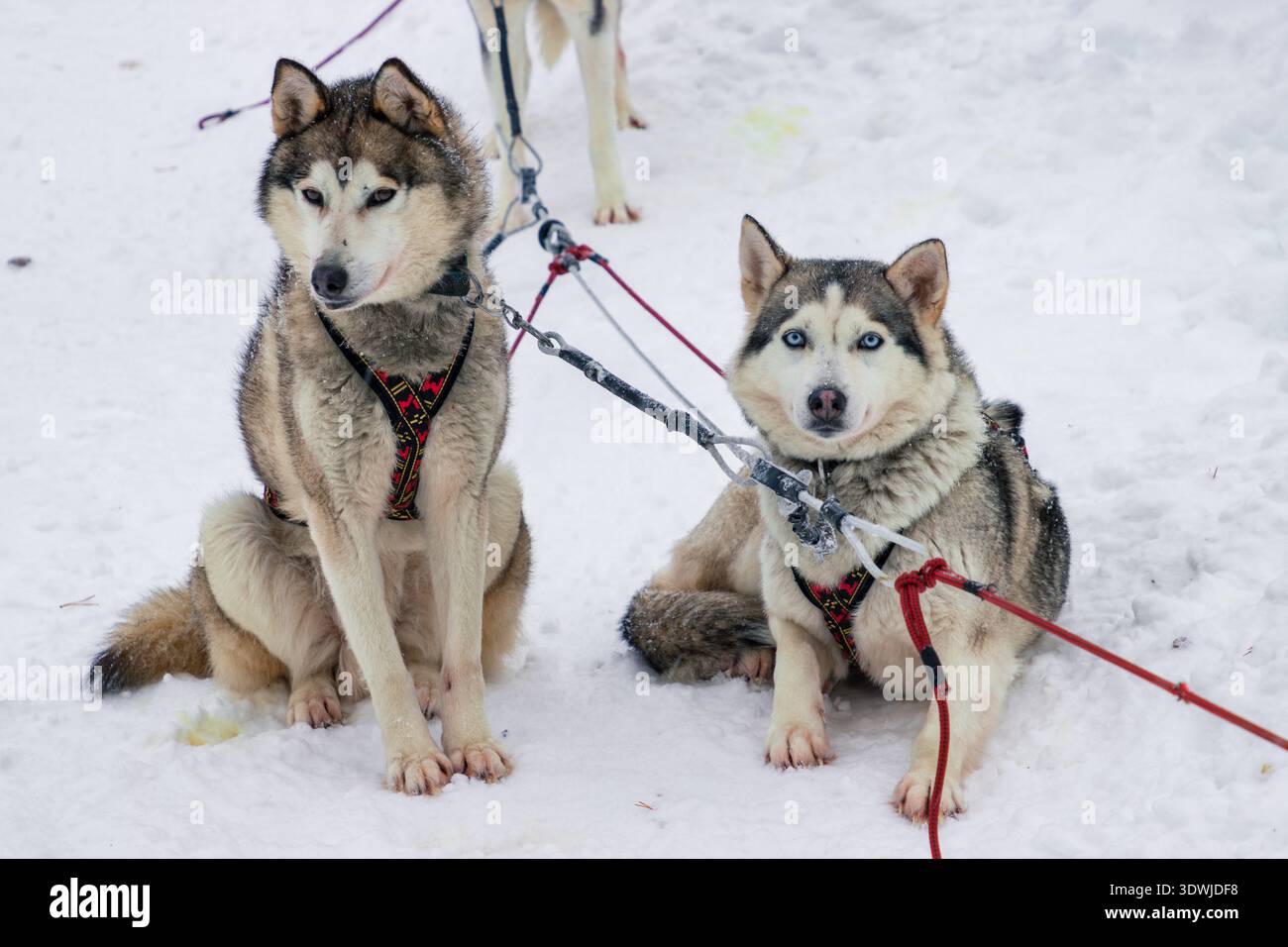 Slitta trainata da cani con husky attraverso le foreste innevate di Inari, Lapponia finlandese Foto Stock