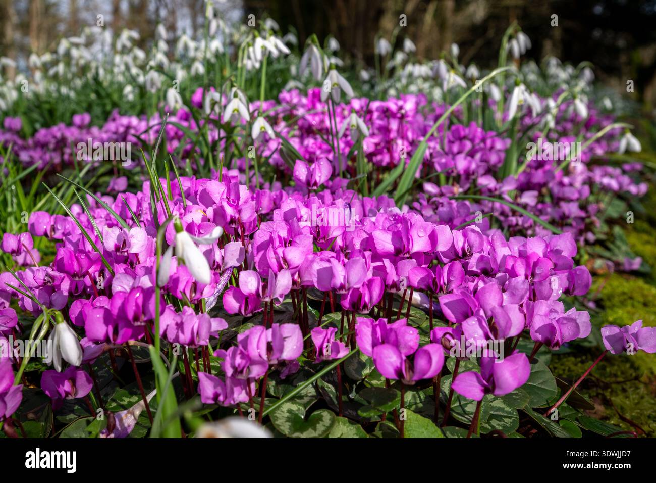 Wild Cyclamen in Flower with Snowdrops in Springtime Foto Stock