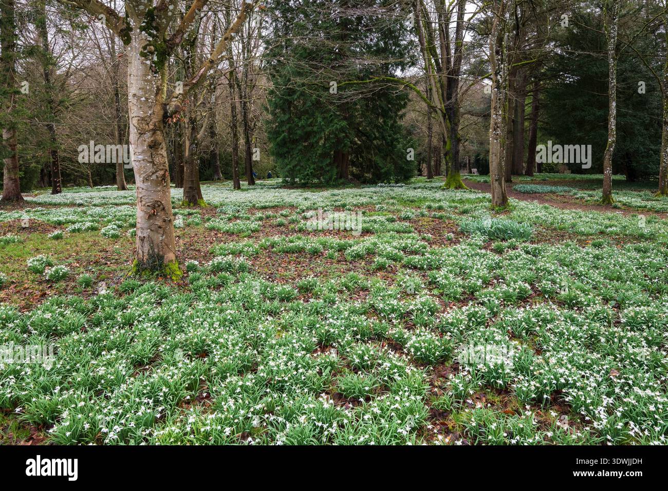 Snowdrops nella primavera Foto Stock