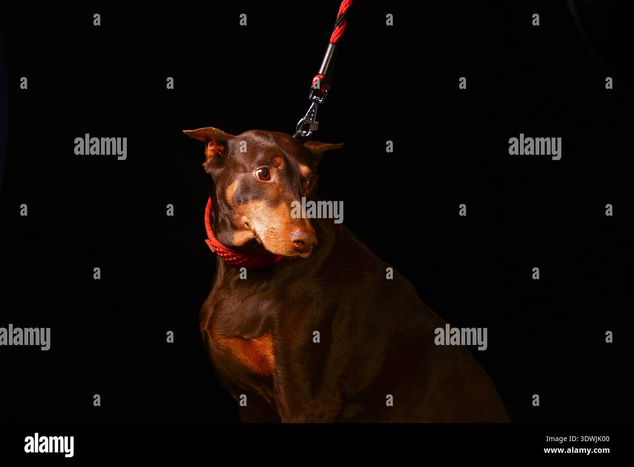Brown Doberman Pinscher al guinzaglio rosso che guarda lontano con postura tesa, suggerendo paura, incertezza e l'impatto emotivo della negligenza Foto Stock