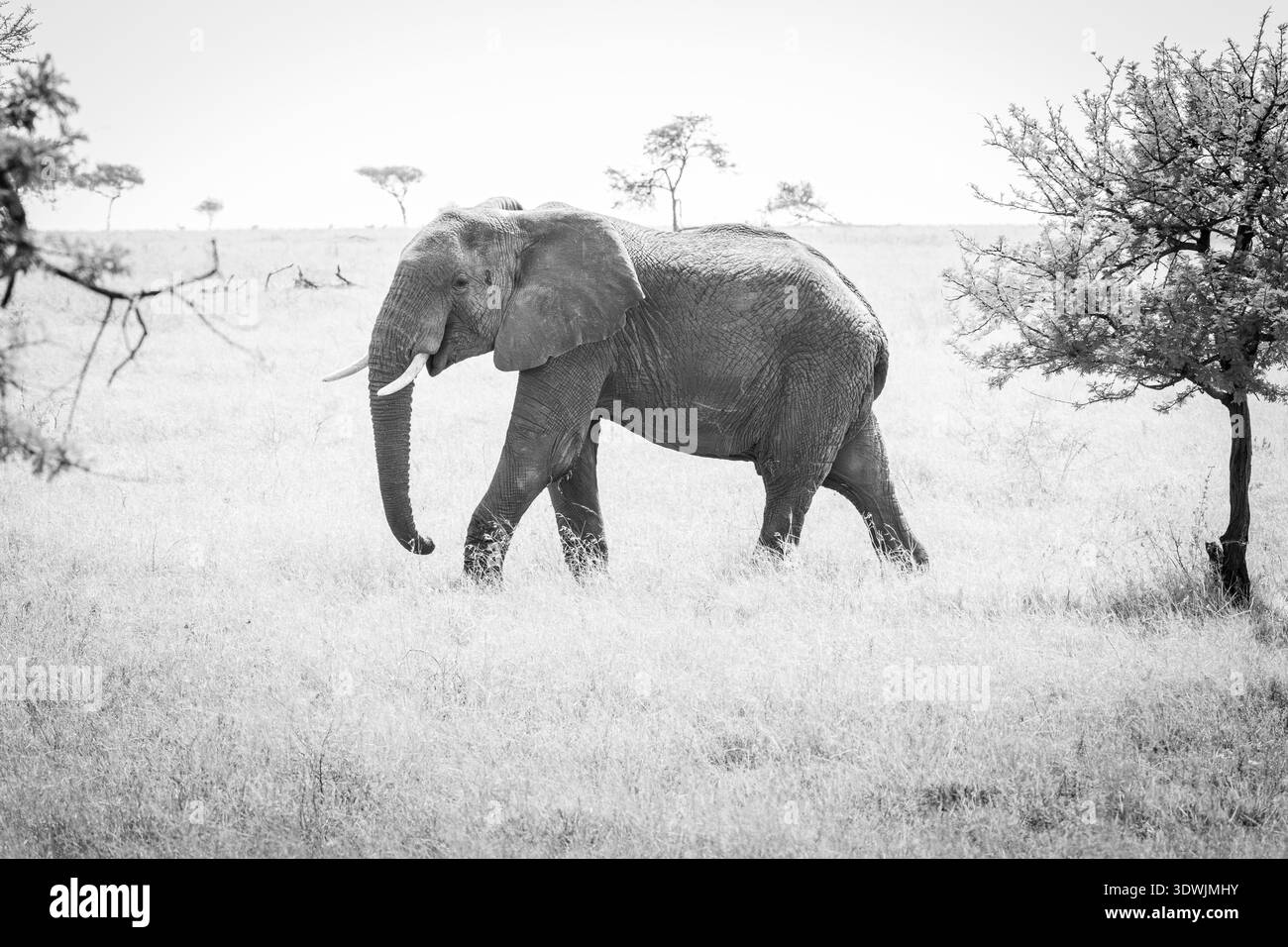 Un singolo elefante toro attraversa il paesaggio soleggiato del Serengeti, Tanzania, Africa orientale Foto Stock