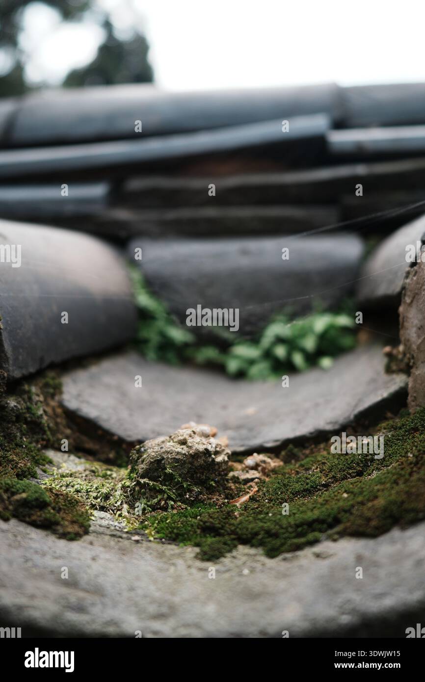 Primo piano delle tradizionali tegole curve con muschio e piccole erbacce che crescono tra le vecchie piastrelle di ceramica. Foto Stock