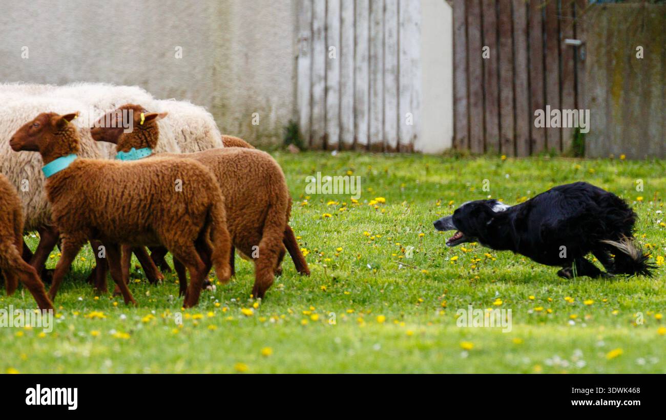 Un collie di confine alleva abilmente un gregge di pecore in un campo erboso. Foto Stock