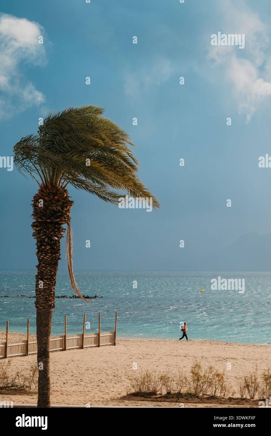 Port de Pollenza Beach Palm Tree in strong Wind, Mallorca Foto Stock