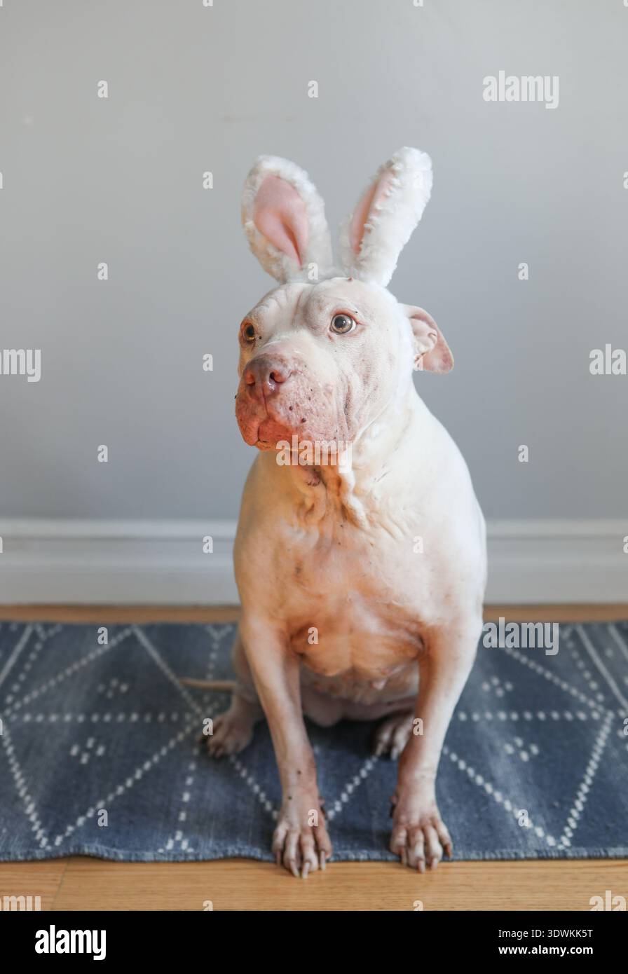 Grande pitbull bianco con costume da coniglietto pasquale Foto Stock