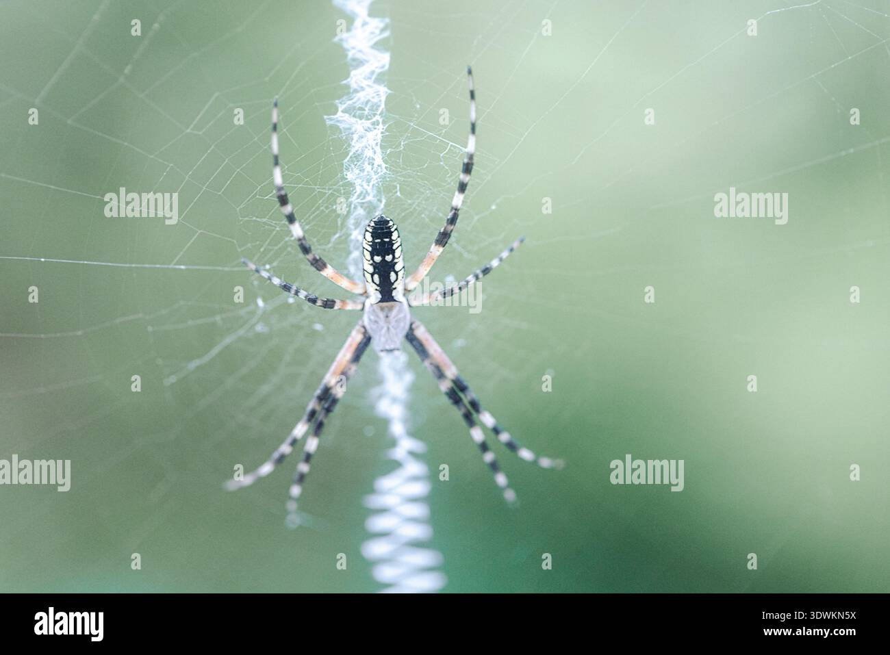 Ragno da giardino bianco e nero in intricata rete Foto Stock