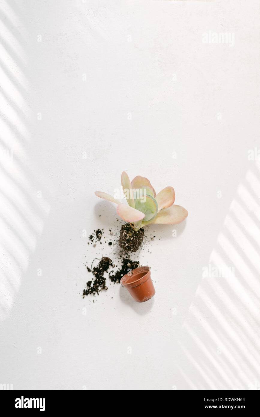 Succulento rimosso dal terreno di terracotta su fondo bianco Foto Stock