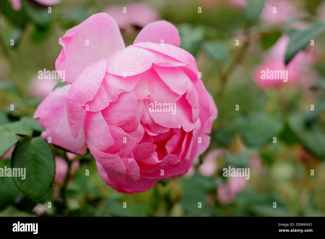 Rose. Rosa Skylark, una rosa di arbusti inglese con semi doppi fiori rosa profumati, allevata da David Austin. Chiamato anche "Ausimple" Foto Stock