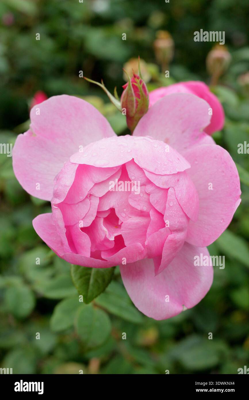 Rose. Rosa Skylark, una rosa di arbusti inglese con semi doppi fiori rosa profumati, allevata da David Austin. Chiamato anche "Ausimple" Foto Stock