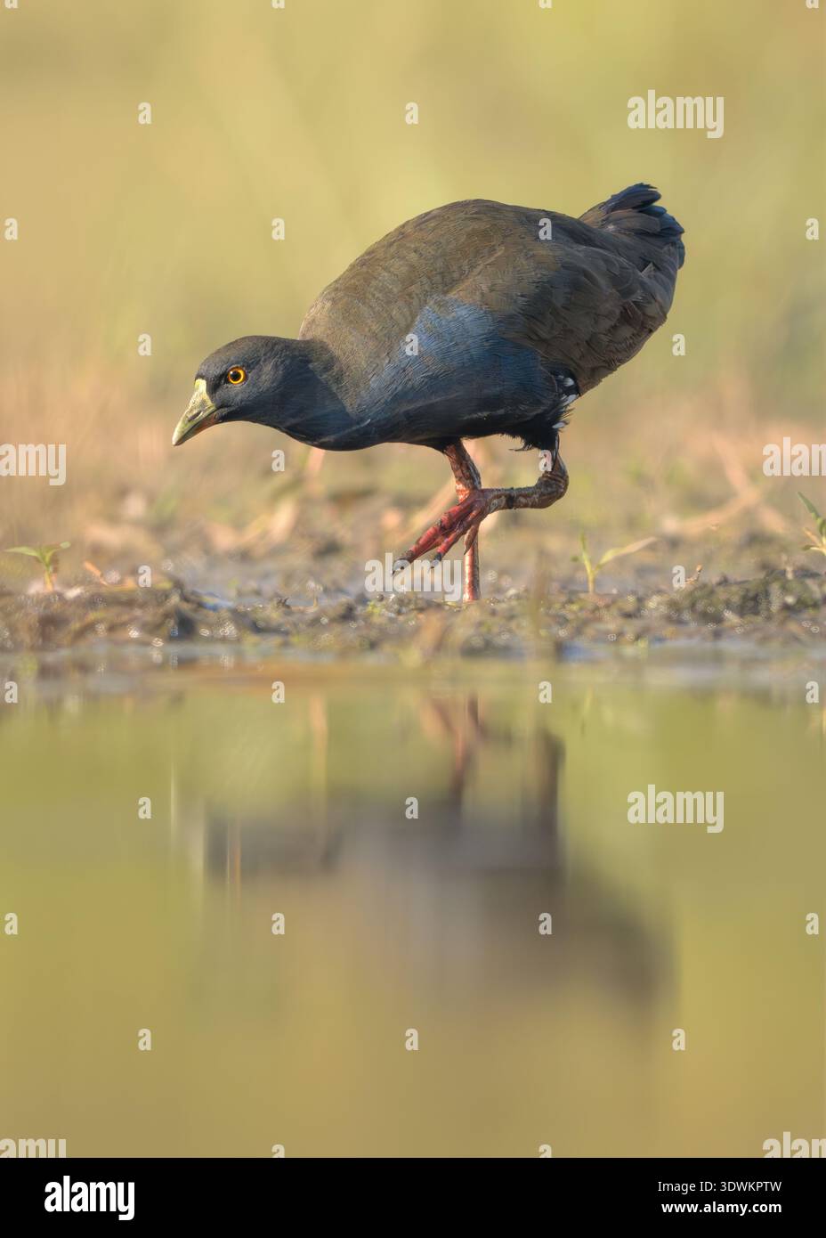 Vista ravvicinata di una nativehen selvaggia dalla coda nera (Tribonyx ventralis) che si sta nutrendo ai margini di una zona umida, in Australia Foto Stock