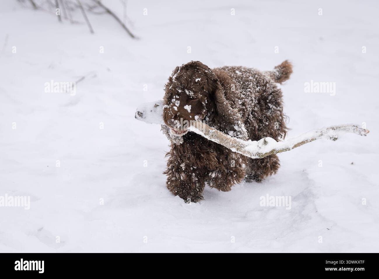 Cocker Spaniel inglese color fegato che porta con sé un bastone innevato mentre gioca nella neve profonda dell'inverno. Divertente Cocker Spaniel che corre attraverso la neve. Foto Stock