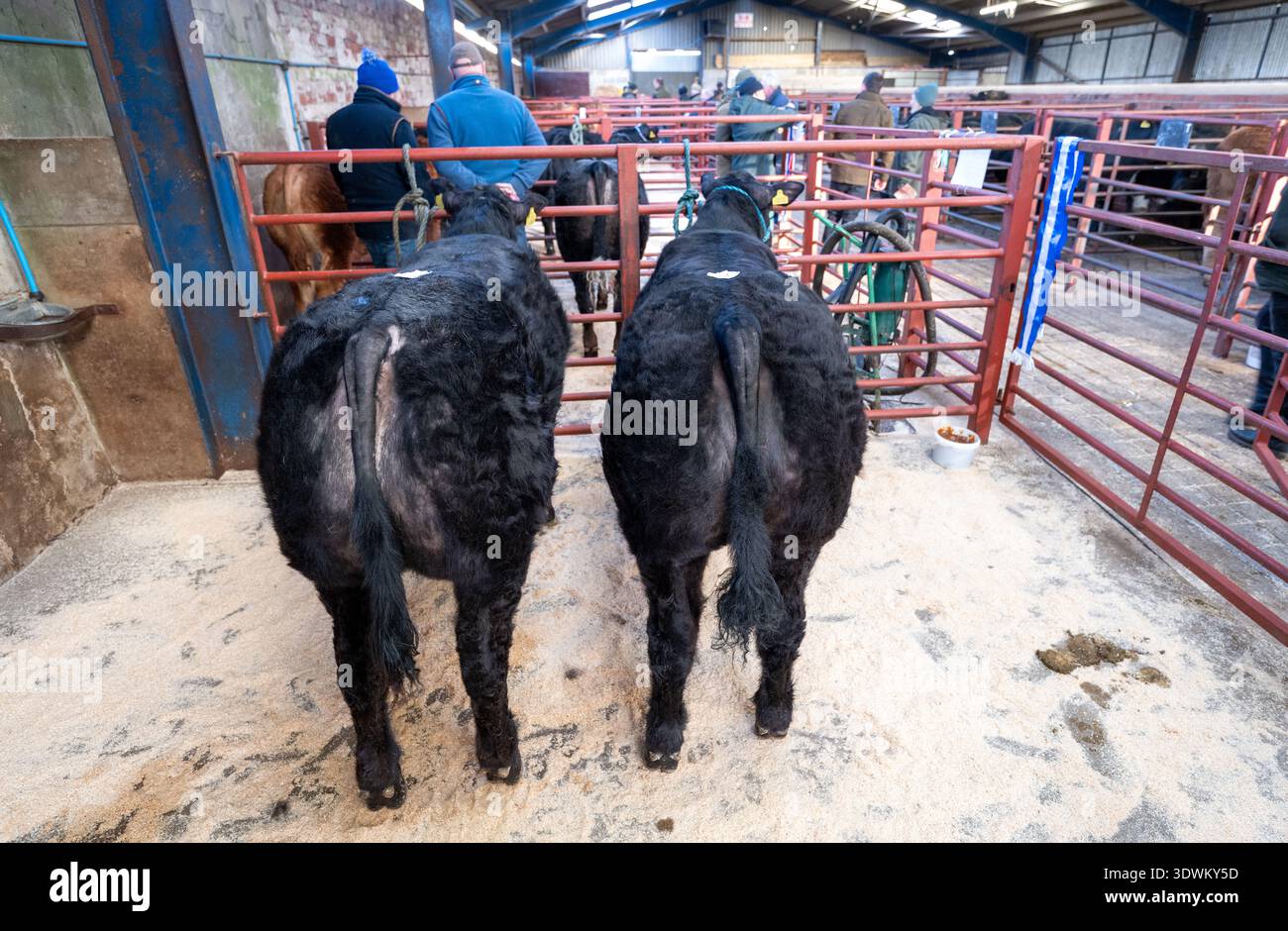 Vendita di vitello di manzo succhiatore a Barnard Castle, Co Durham, Regno Unito. Foto Stock