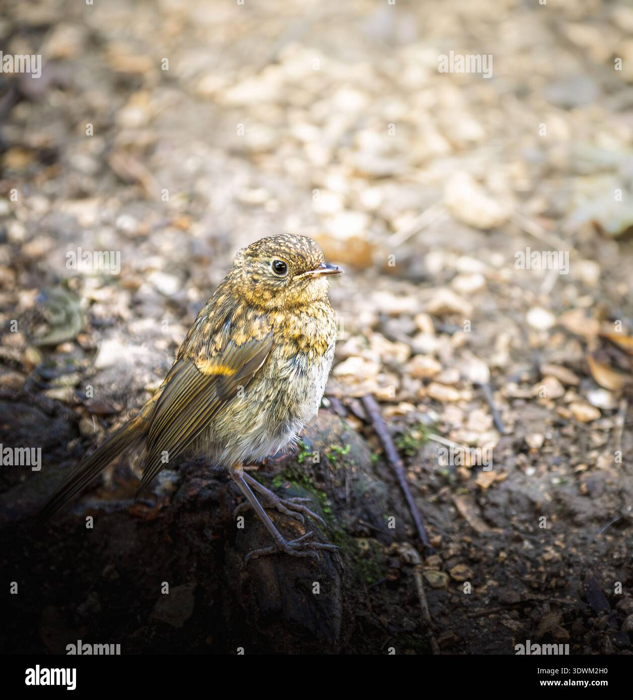 Giovane robin europeo (erithacus rubecula) in piedi sul pavimento del bosco. Giovane uccello selvatico con piumaggio marrone chiazzato fotografato nella foresta naturale. Foto Stock