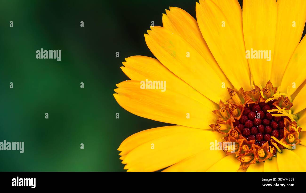 Un fiore giallo brillante si apre largo, mostrando i suoi petali e il centro. Lo sfondo è verde, suggerendo una crescita all'aperto sotto la luce naturale. Foto Stock