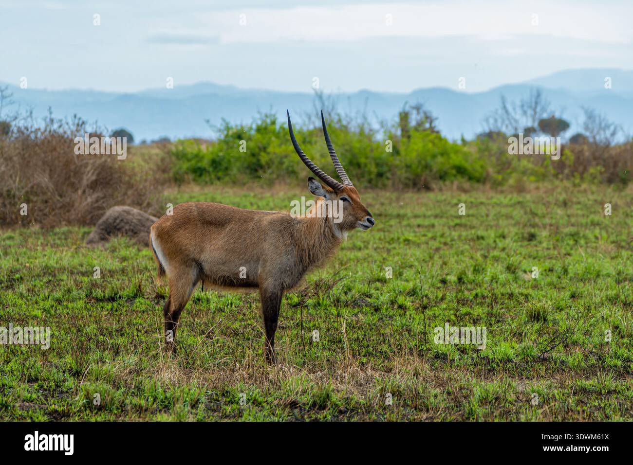 Antilope maschile (Kobus Ellipsiprymnus), Queen Elizabeth National Park, Uganda Foto Stock