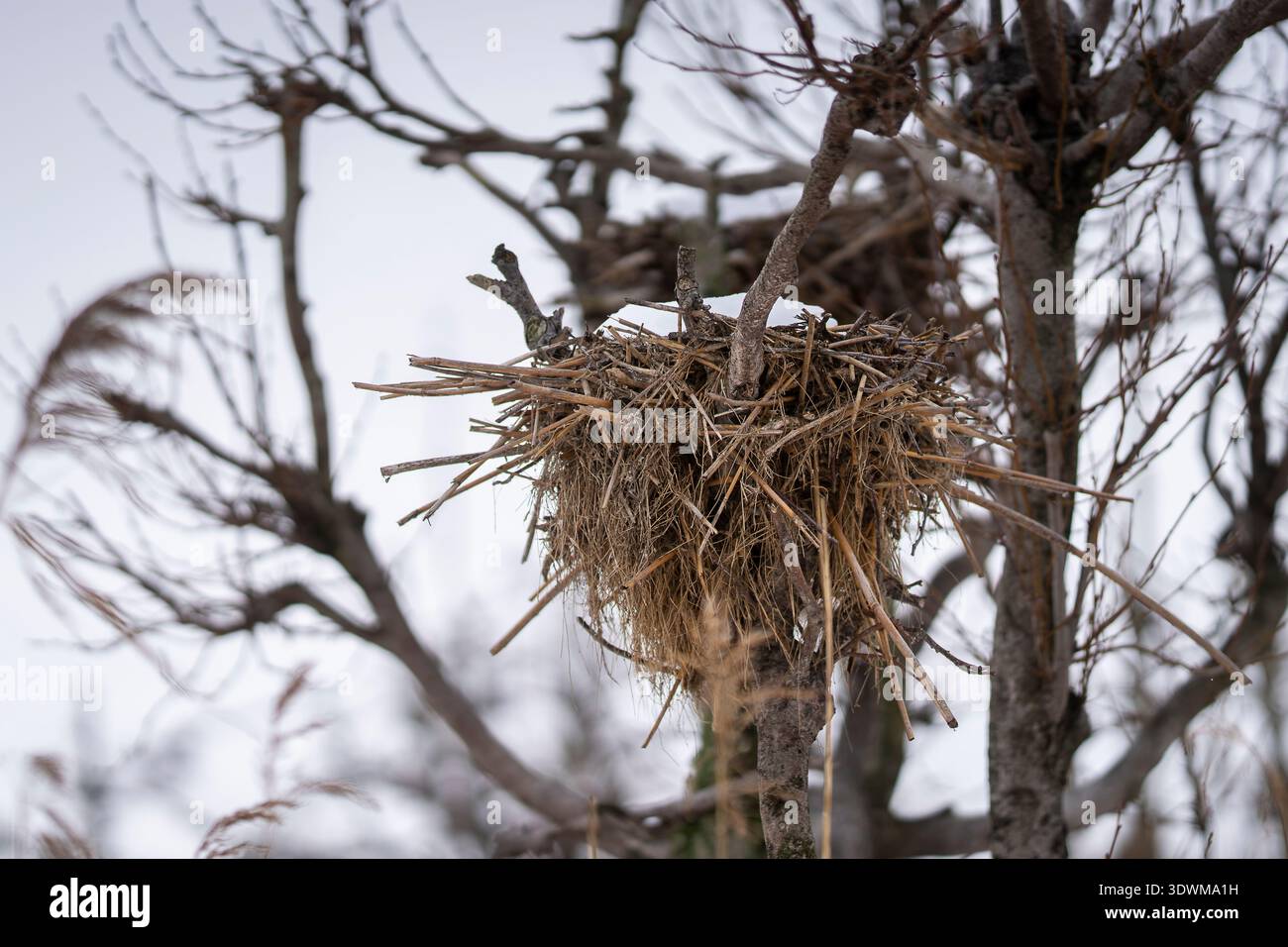 Albero senza foglie ricoperto di nidi di cormorani in un paesaggio invernale innevato, che illustra l'impatto ambientale di grandi colonie nidificanti. Scena invernale. Foto Stock