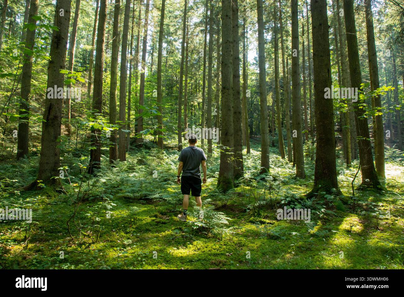 uomo in piedi accanto a grandi alberi nella foresta estiva con la luce del sole che splende da solo Foto Stock