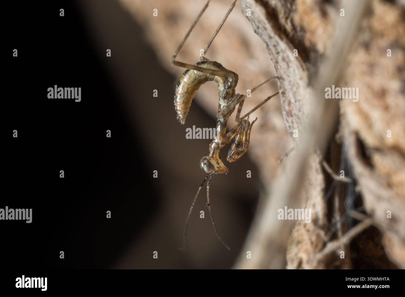 La ninfa egiziana di pregare (Miomantis paykullii) sulla corteccia, postura di minaccia, il Cairo, Egitto Foto Stock