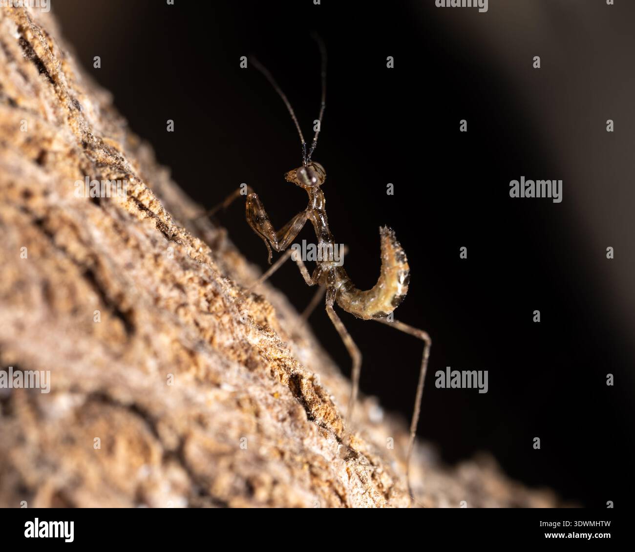 La ninfa egiziana di mantis (Miomantis paykullii) sul bordo della corteccia, il Cairo, Egitto Foto Stock