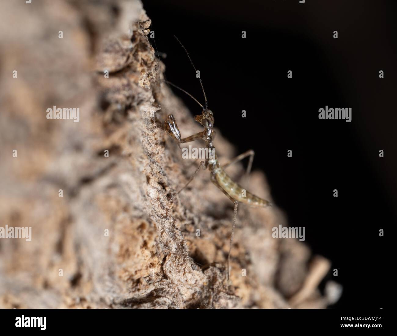Egyptian mantis nymph (Miomantis paykullii) aggrappata alla superficie di pietra grezza, il Cairo, Egitto Foto Stock