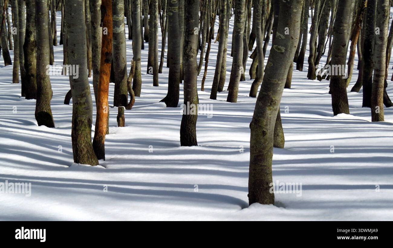 Tronchi di faggio con lunghe ombre sulla neve invernale. Foto Stock