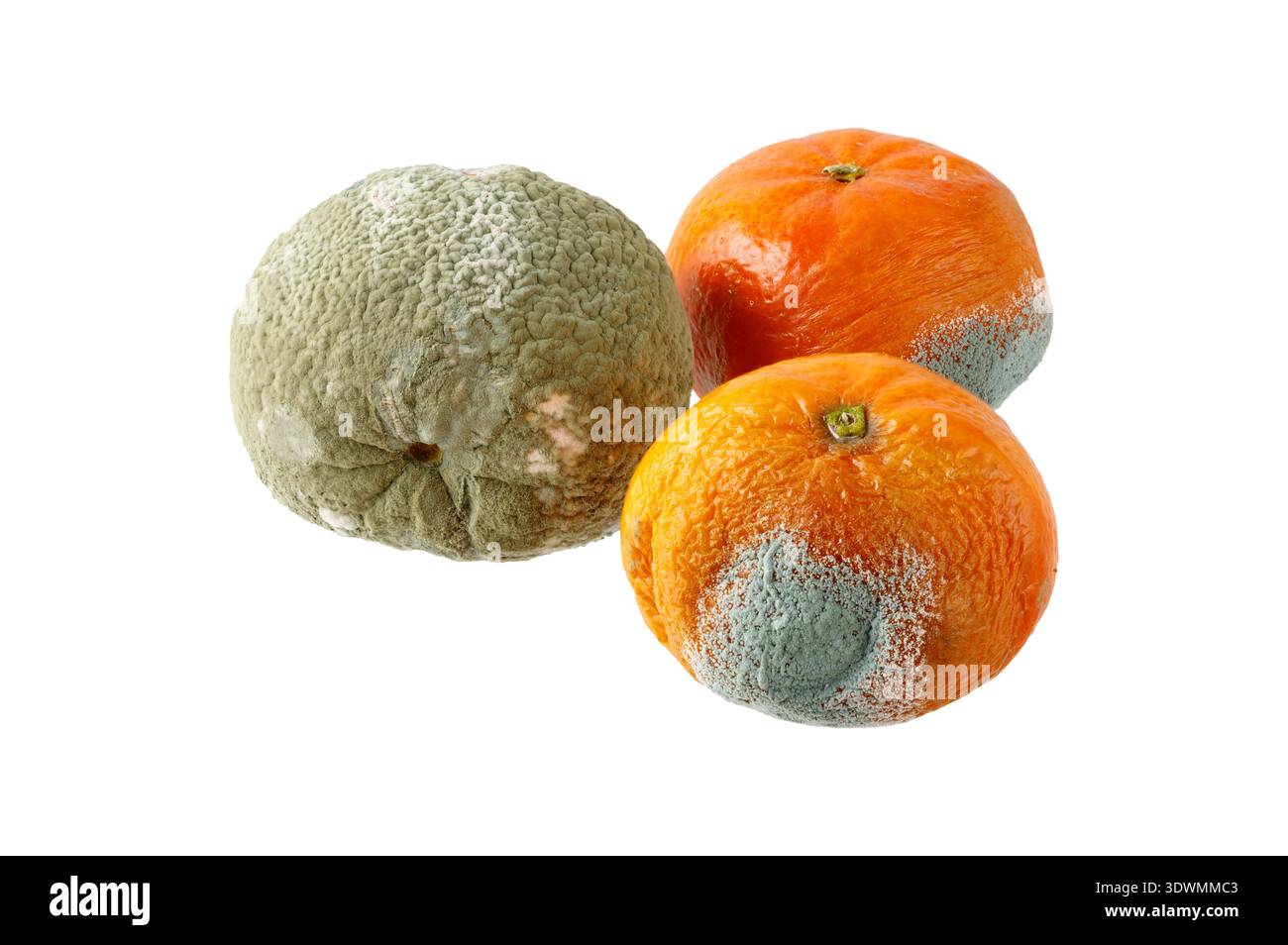 Mandarino ammuffito o frutti mandarini isolati su sfondo bianco. Spreco di cibo Foto Stock