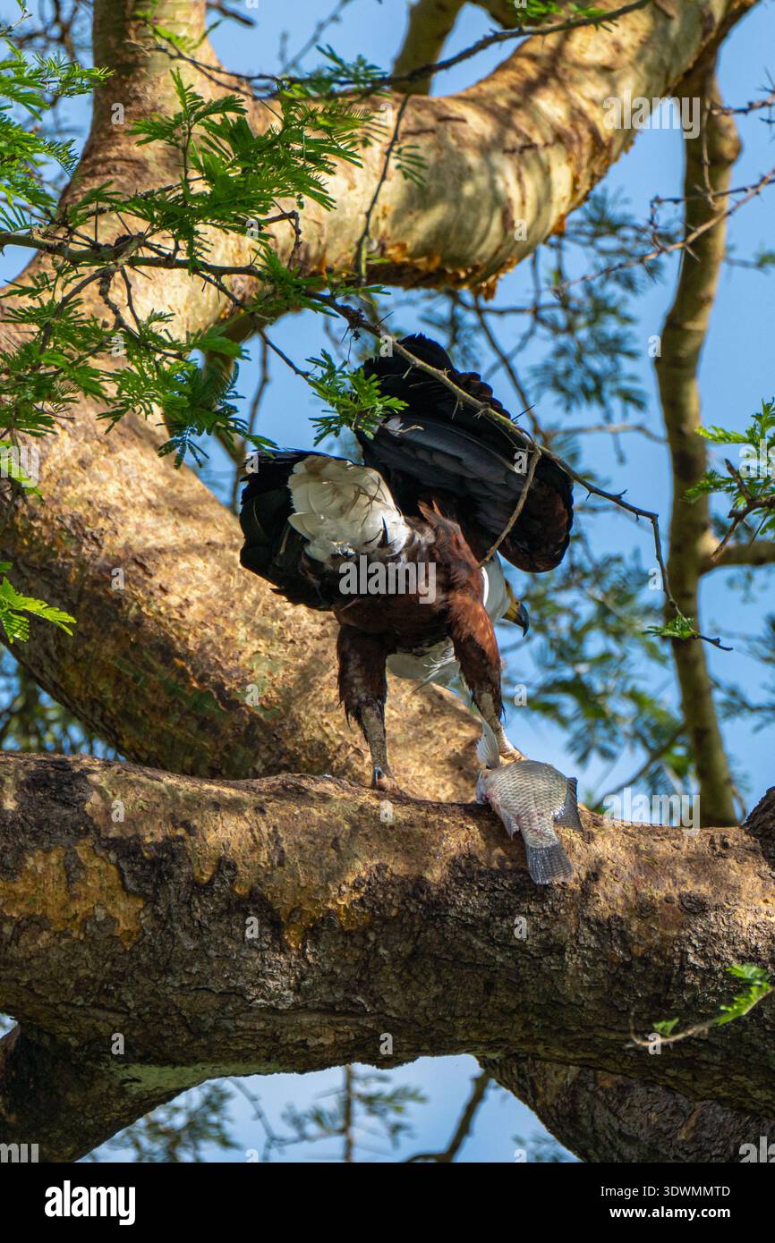 Aquila di pesce africano (Icthyophaga vocifer) in un albero con un pesce negli artigli, Canale di Kazinga, Parco Nazionale della Regina Elisabetta, Uganda Foto Stock