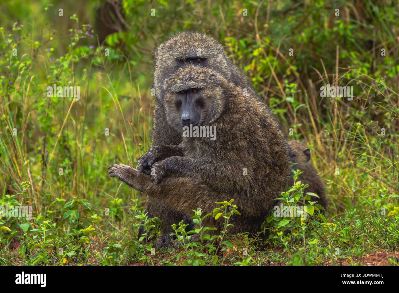 Babbuini d'oliva (Papio anubis) nel Parco Nazionale della Regina Elisabetta, Uganda Foto Stock