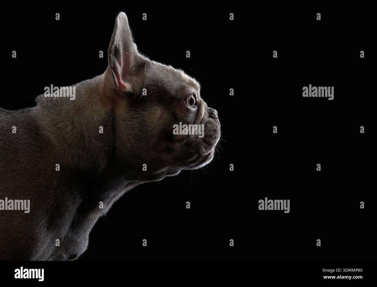 Una vista del profilo di un Bulldog francese è mostrata nell'illuminazione della silhouette. Lo sfondo nero isola la forma e i dettagli dell'animale. Foto Stock