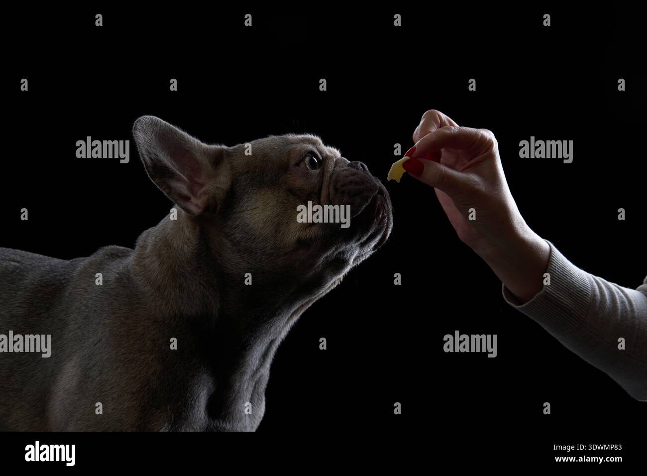 Il naso del cane si avvicina a una mano che regge un piccolo regalo. L'interazione è il fuoco su uno sfondo nero. Foto Stock
