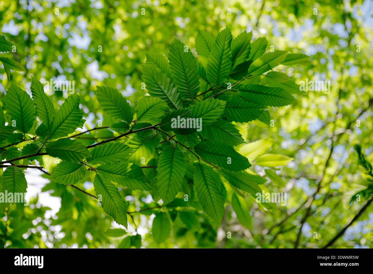 Guardando in alto attraverso giovani foglie di castagno dolce/castagno spagnolo. Foto Stock