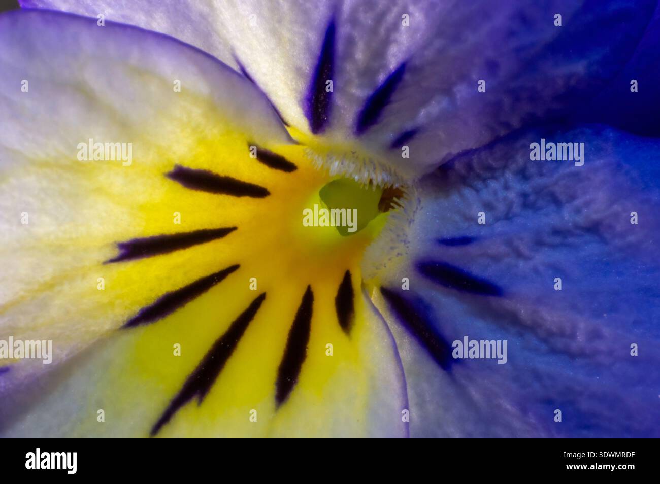 Primer plano macro del centro de una flor pensamiento (viola) con pétalos amarillos, morados y azules. Foto Stock