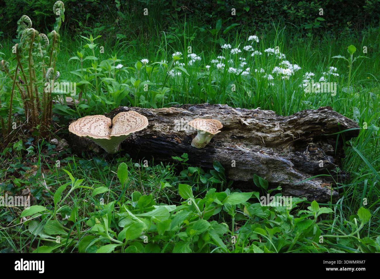 2 giovani parentesi del fungo Cerioporus squamosus, comunemente chiamato sella di Dryad, che crescono da tronco marcio di sicomoro. Foto Stock