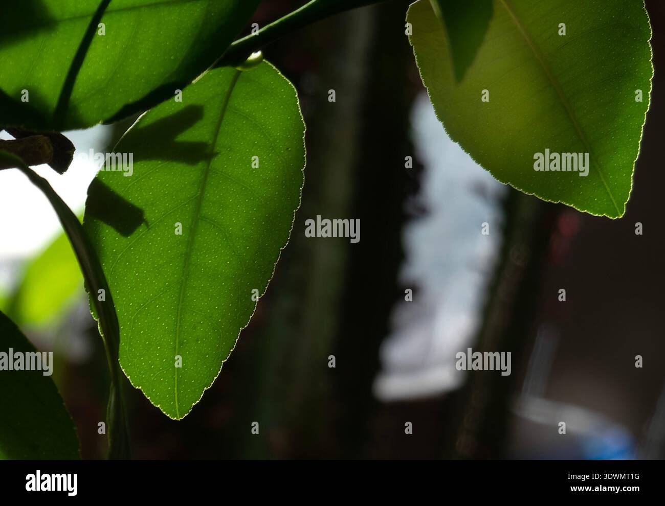 Le foglie di un albero di agrumi Foto Stock