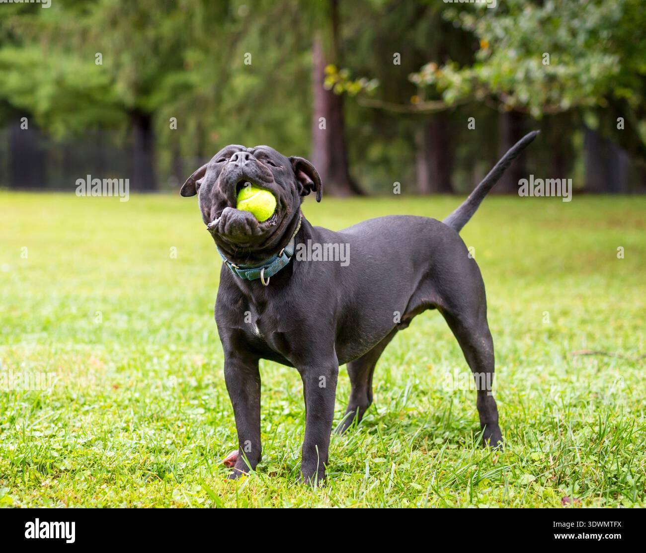 Un cane nero Shar-Pei x Pit Bull Terrier di razza mista che gioca con una palla in bocca Foto Stock