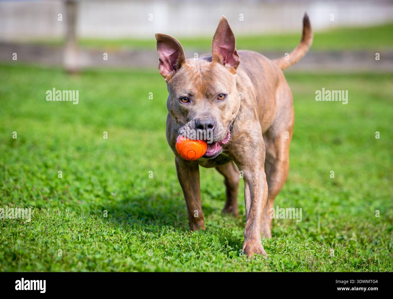 Un cane di razza mista Pit Bull Terrier che tiene una palla in bocca e cammina verso la telecamera Foto Stock