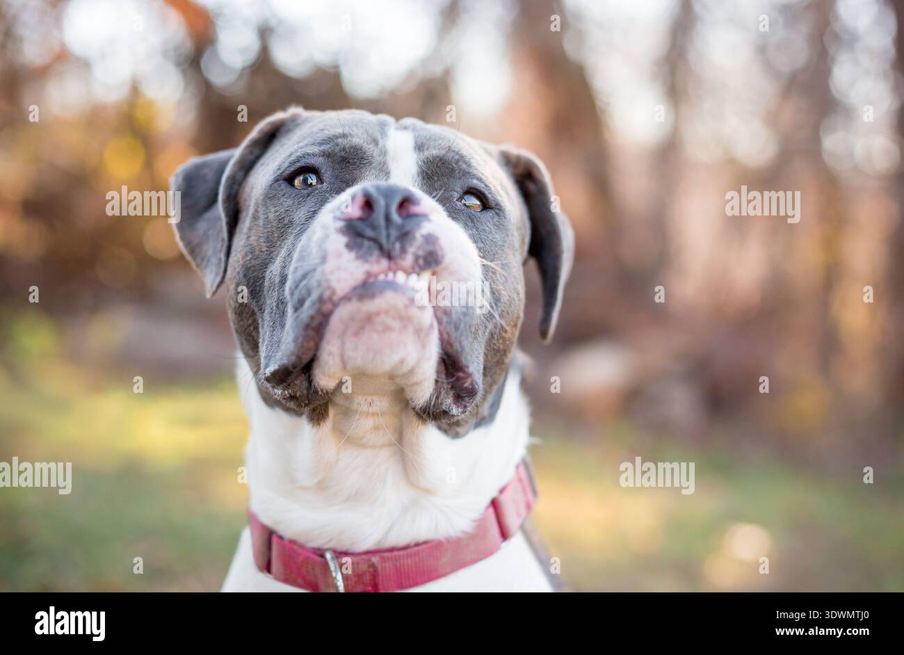 Un cane di razza mista Pit Bull Terrier grigio e bianco con un'espressione buffa e sensuale Foto Stock