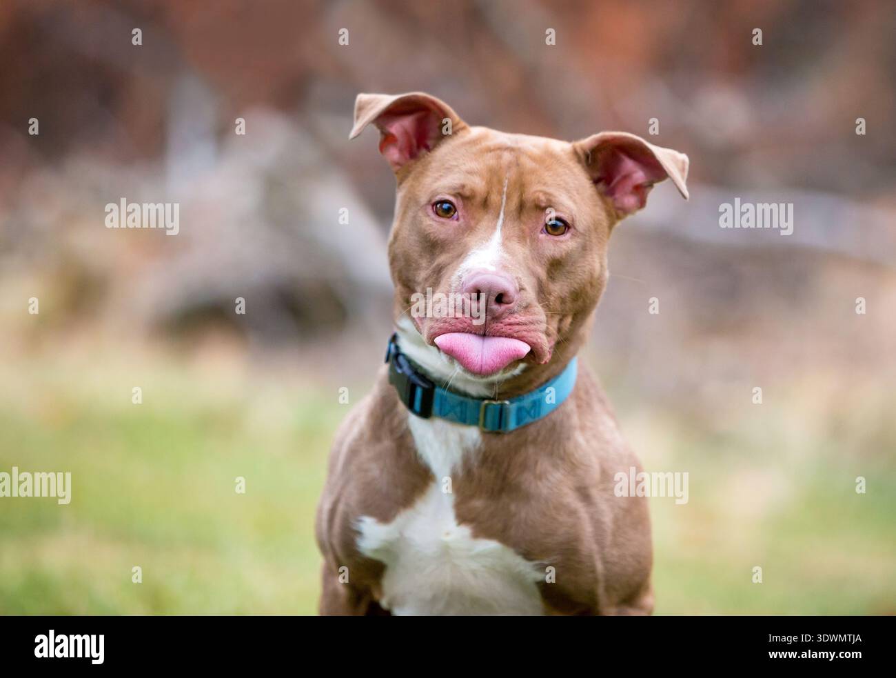 Un cane di razza mista Pit Bull Terrier marrone e bianco che attacca la lingua Foto Stock