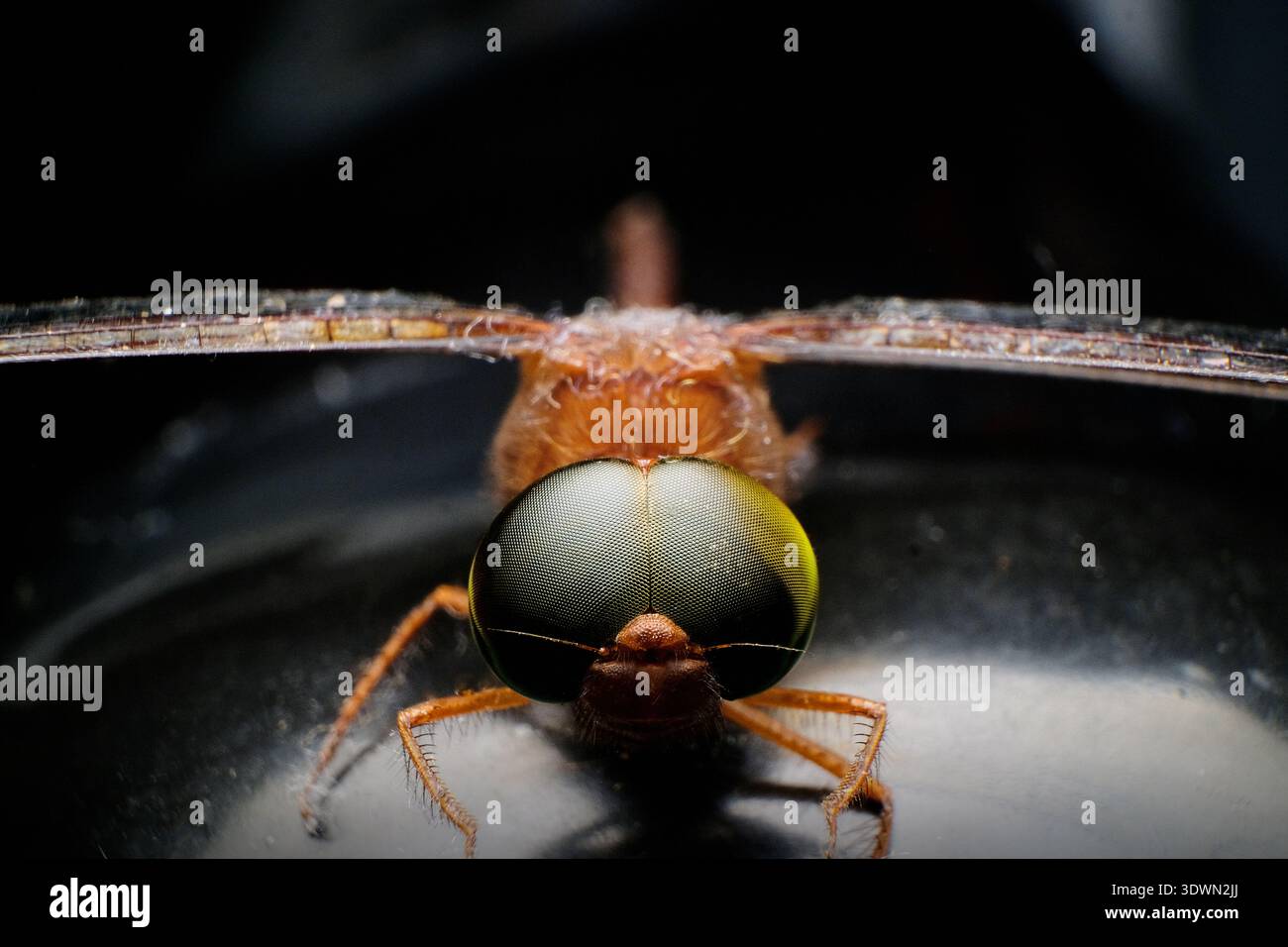 Primo piano macro estremo della testa di una libellula, che mostra occhi composti dettagliati e torace su uno sfondo scuro. Foto Stock