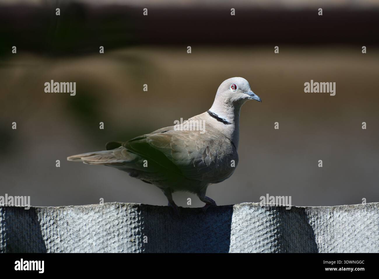 Colomba con colletto eurasiatico (Streptopelia decaocto) appollaiata su una recinzione testurizzata, che mostra il suo anello nero sul collo. Foto Stock