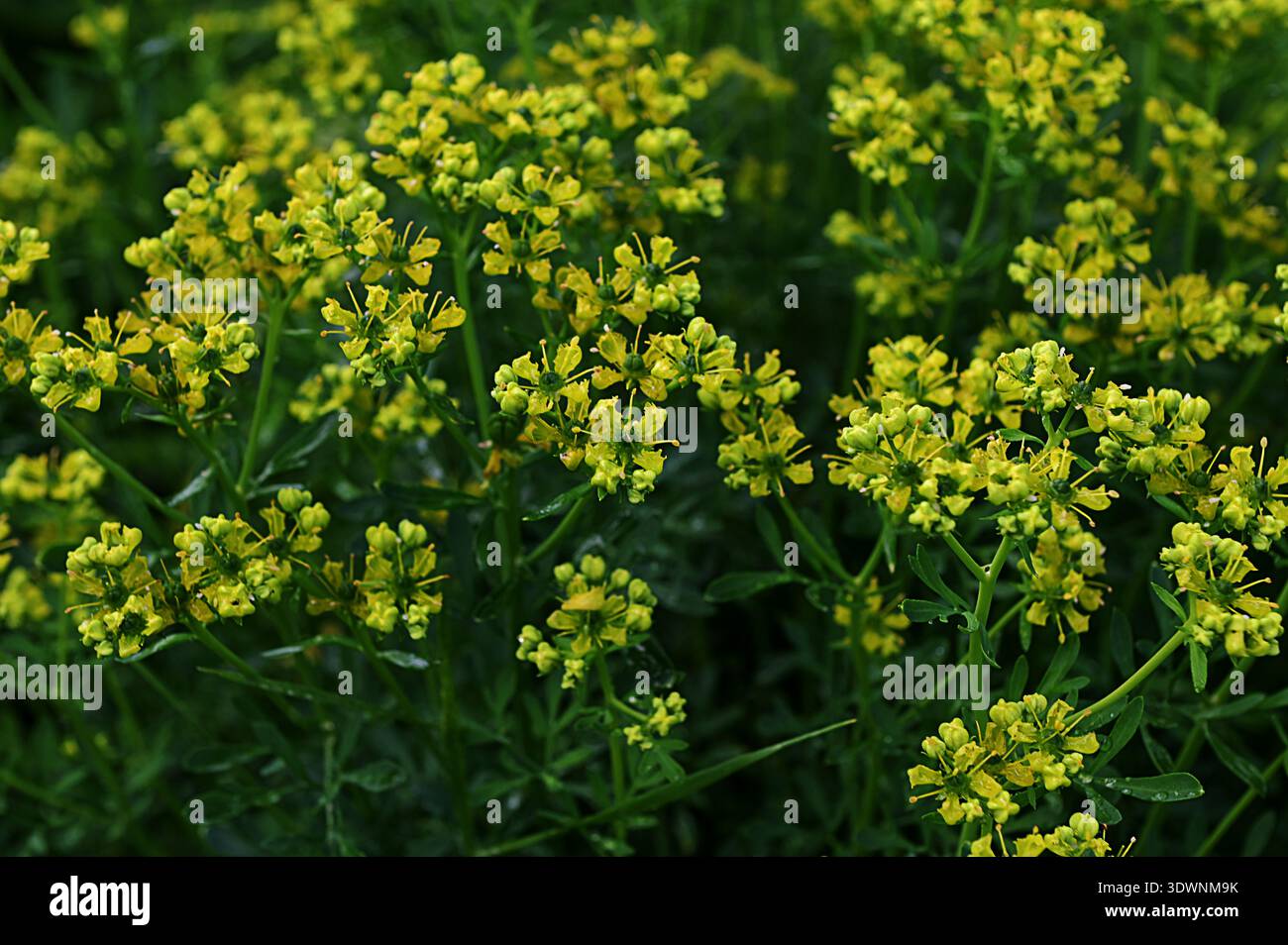 La Ruta graveolens, comunemente nota come la rue comune o erba di grazia, è una specie di Ruta coltivata come pianta ornamentale ed erba. Viene anche coltivato Foto Stock
