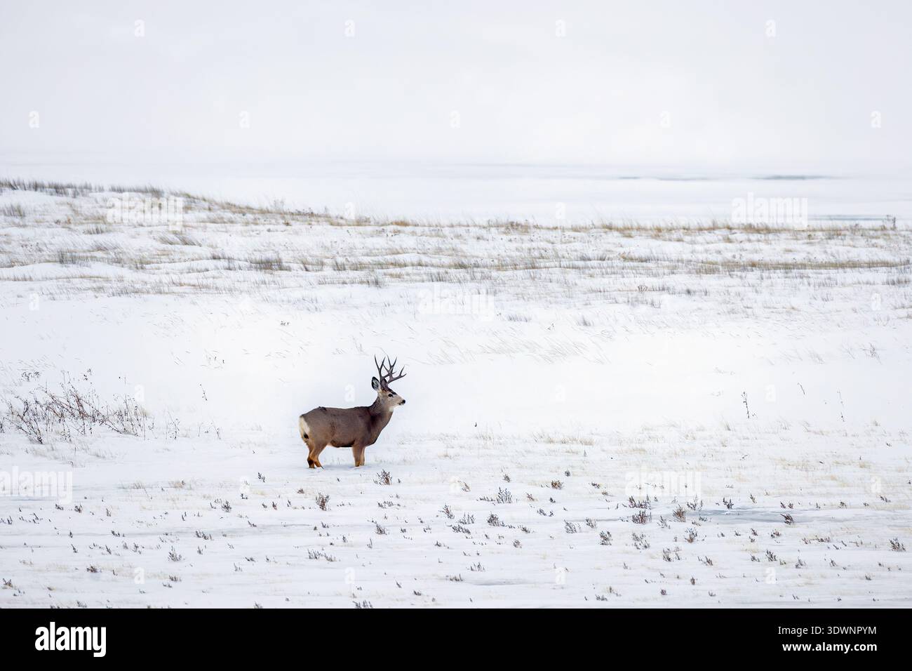 Il cervo mulo delle Montagne Rocciose (Odocoileus hemionus) si arruola nella prateria innevata in inverno, nel Saskatchewan nel Canada occidentale Foto Stock
