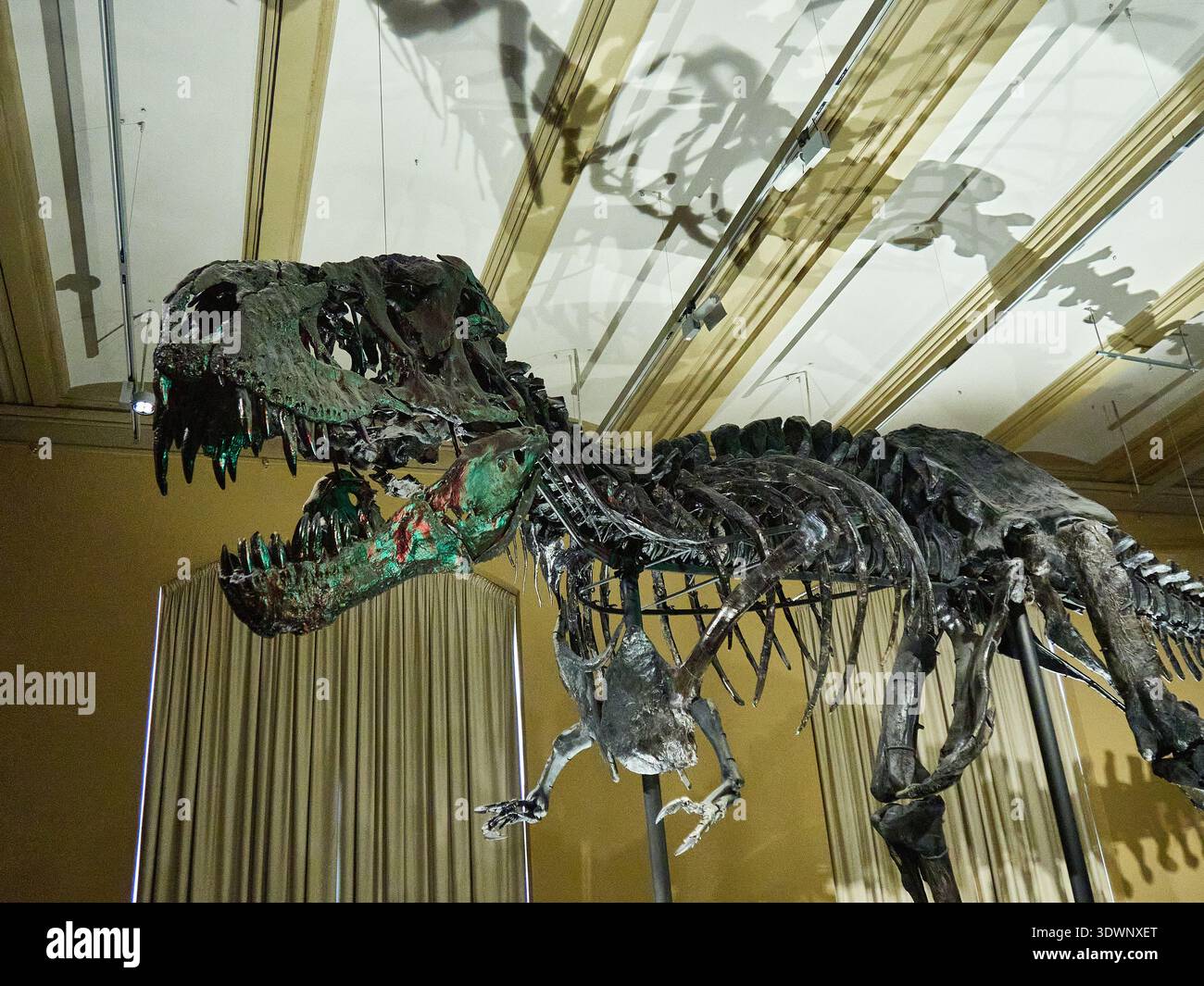 Primo piano del Tyrannosaurus Rex T-Rex Skeleton nel Museo di Berlino Foto Stock