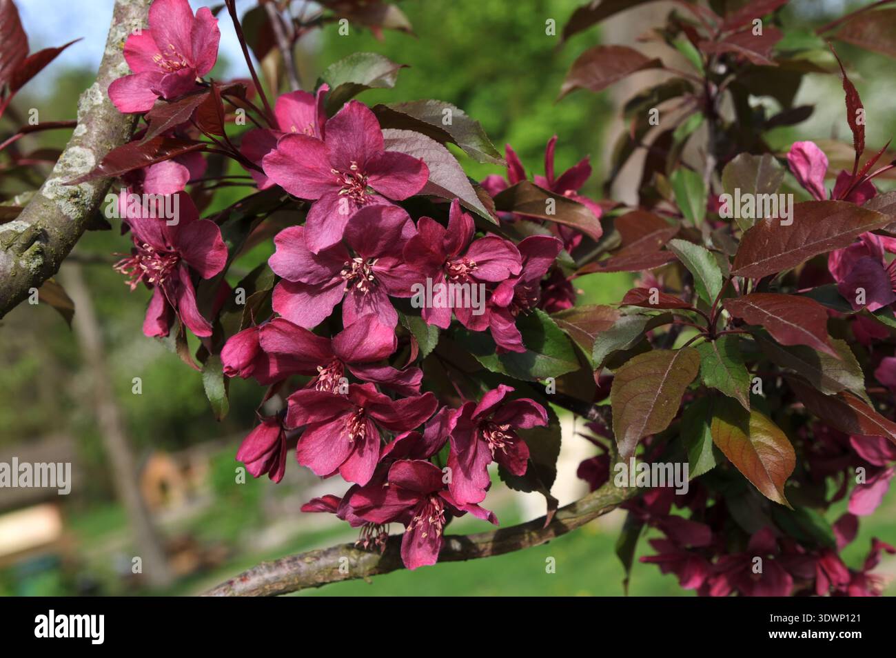 Prunus cerasifera 'Nigra' (prugne nere o prune Pissardii Nigra') con foglie viola contro il cielo blu. Primo piano. Public City Landscape Park. Foto Stock